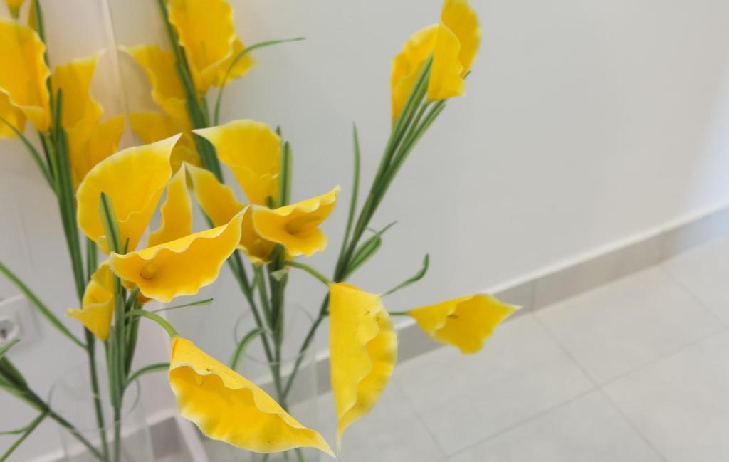 Apartmani Nika ドゥブロブニク 部屋 写真